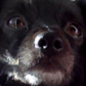 Meet your Posher, Libby